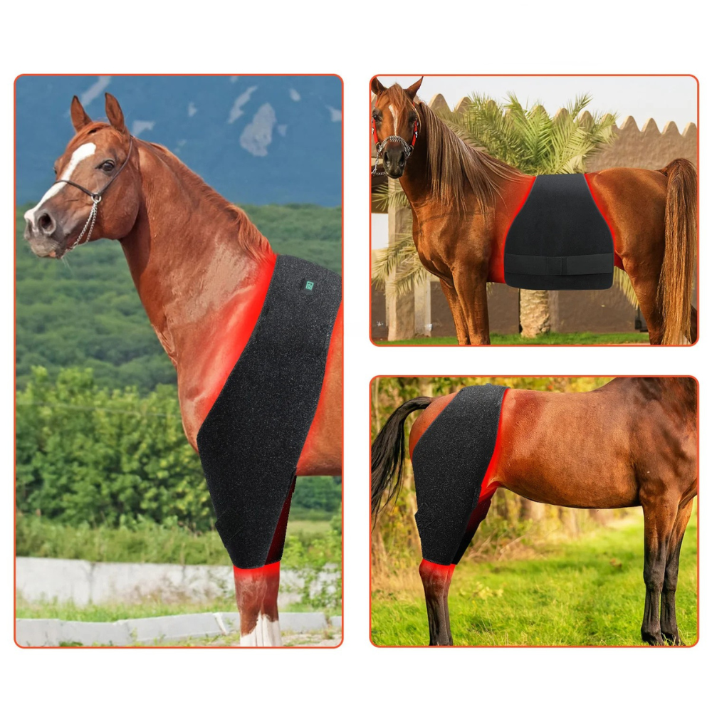 Infrarot-Decke Pferd – 660nm & 850nm – Kabellos, Puls, Schmerzlinderung Bauch/Rücken