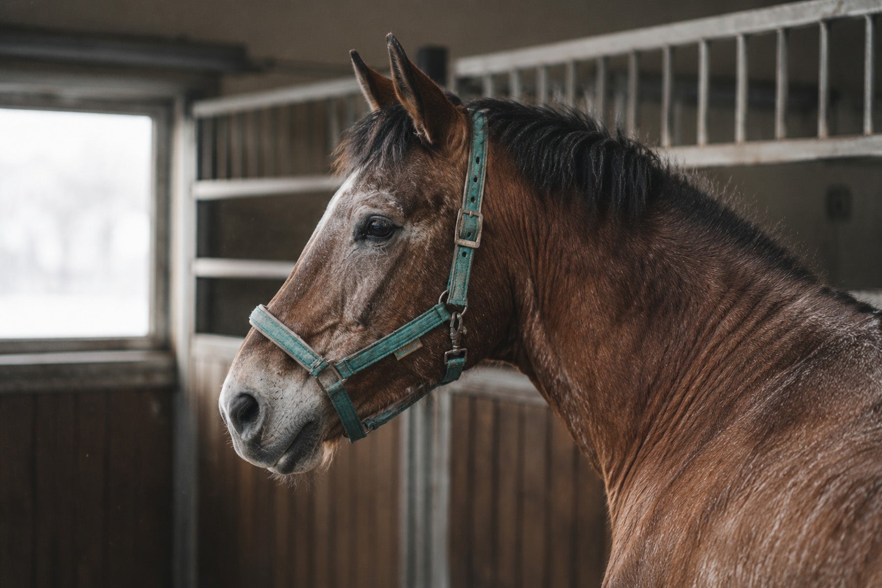 Cavallo Vero
