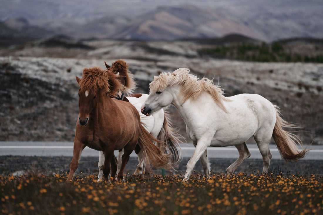 Die 10 häufigsten Fehler beim Aufwärmen vor dem Reiten – und wie Sie sie vermeiden
