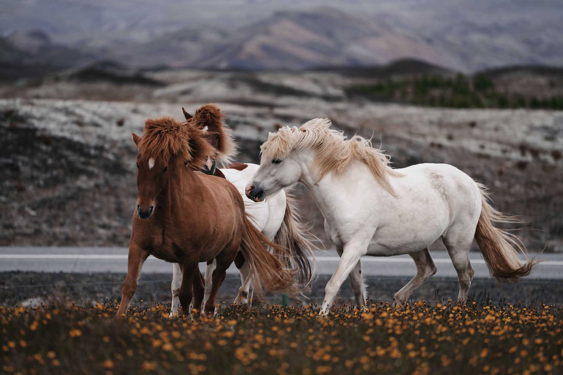 Die 10 häufigsten Fehler beim Aufwärmen vor dem Reiten – und wie Sie sie vermeiden