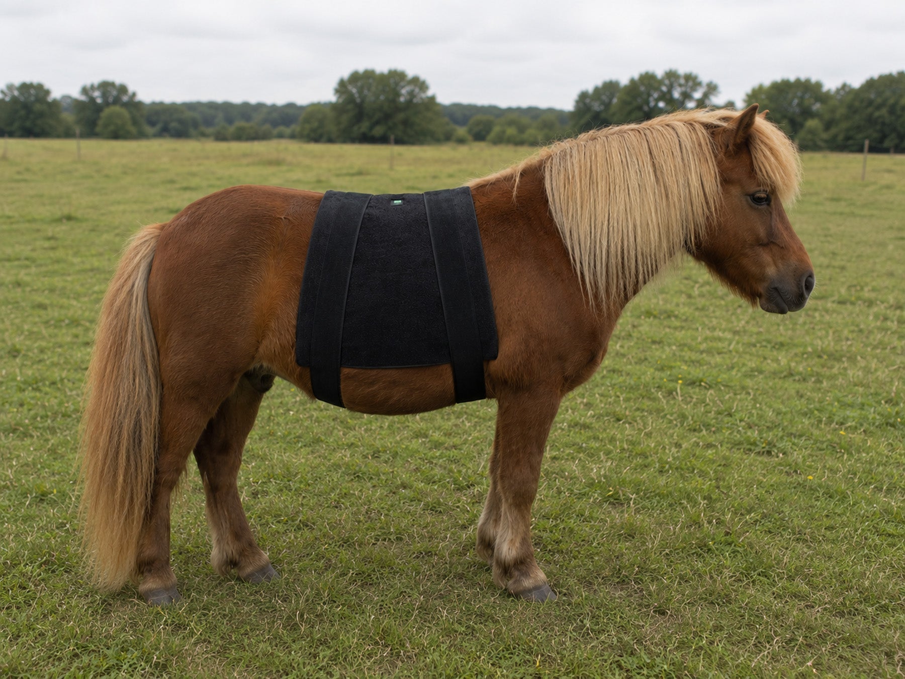 Produktfoto Cavallo Vero
