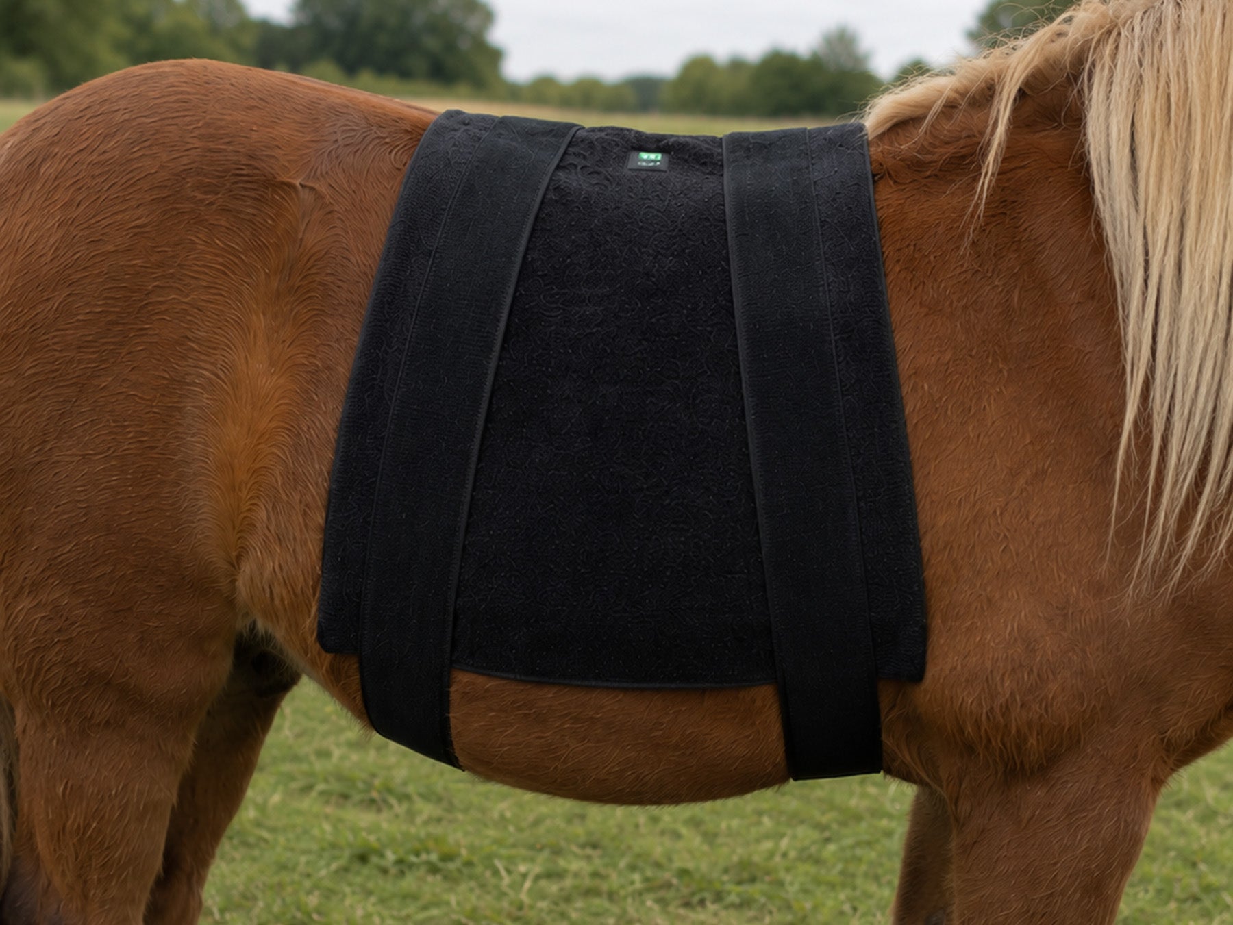Cavallo Vero