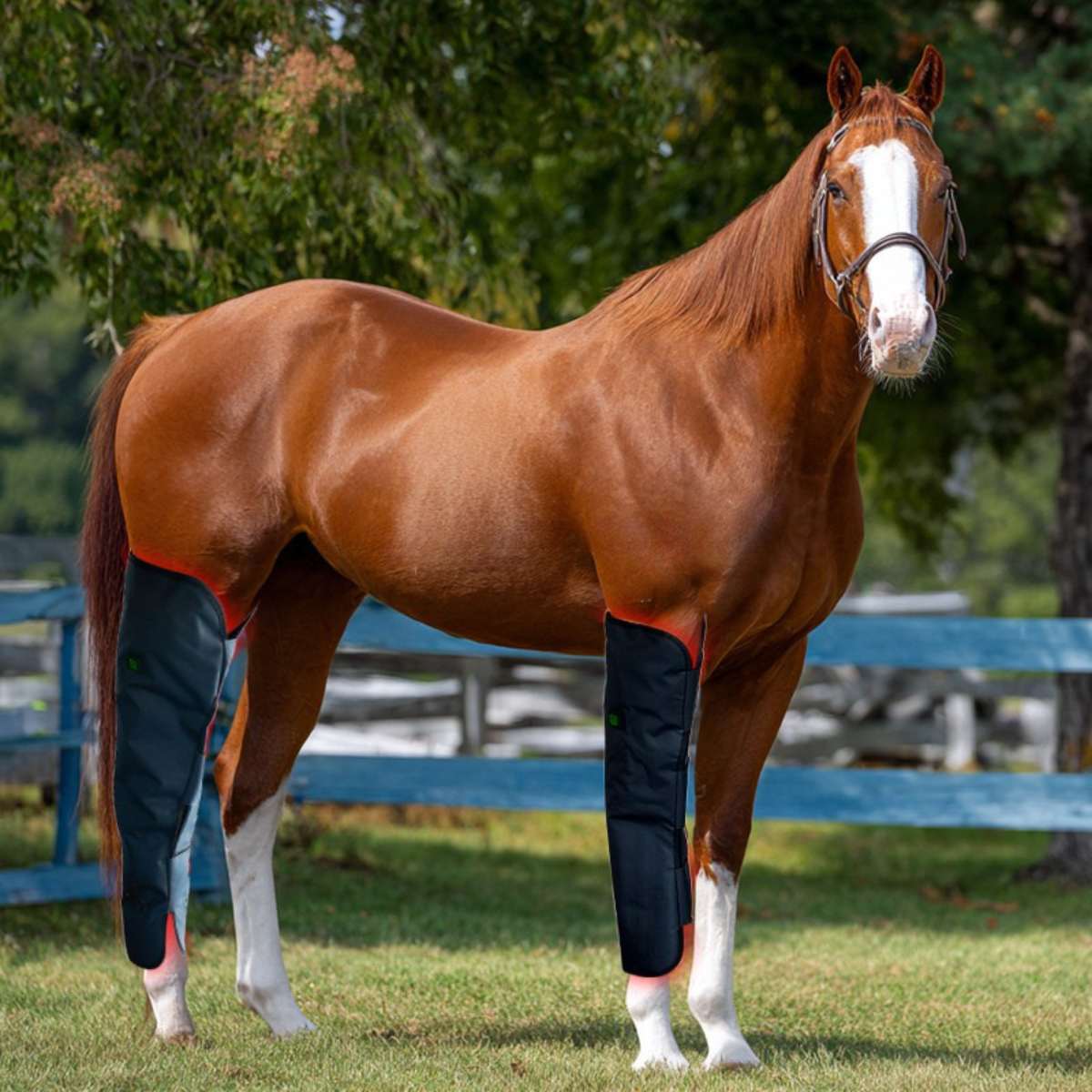 Profi-Rotlicht-Therapiestiefel für Pferde – 660nm & 850nm Infrarot-Gamaschen zur Regeneration von Sehnen & Gelenken (Vorder- & Hinterbein)