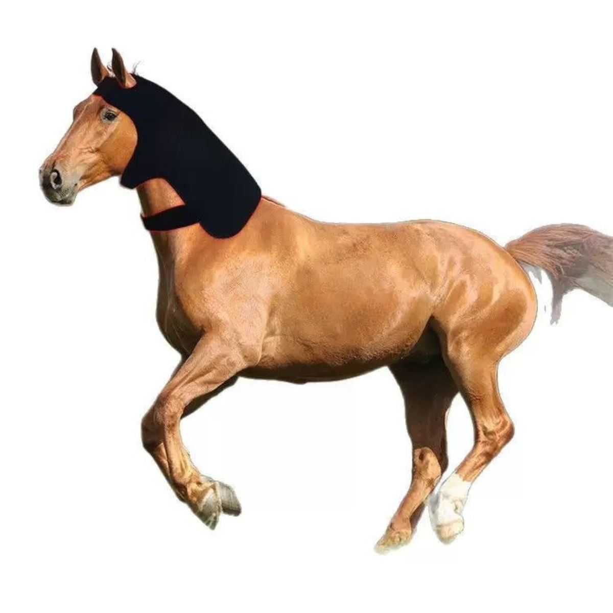 Infrarot-Gürtel Kopf Pferd groß– 660nm & 850nm – Kabellos – Größe: 81cm x 105cm