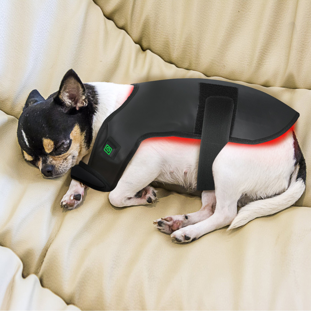 Infrarot-Lichttherapie Hunde LED Hund