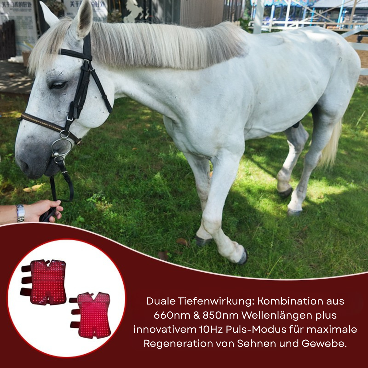 Profi-Rotlicht-Therapiestiefel für Pferde – 660nm & 850nm Infrarot-Gamaschen zur Regeneration von Sehnen & Gelenken (Vorder- & Hinterbein)