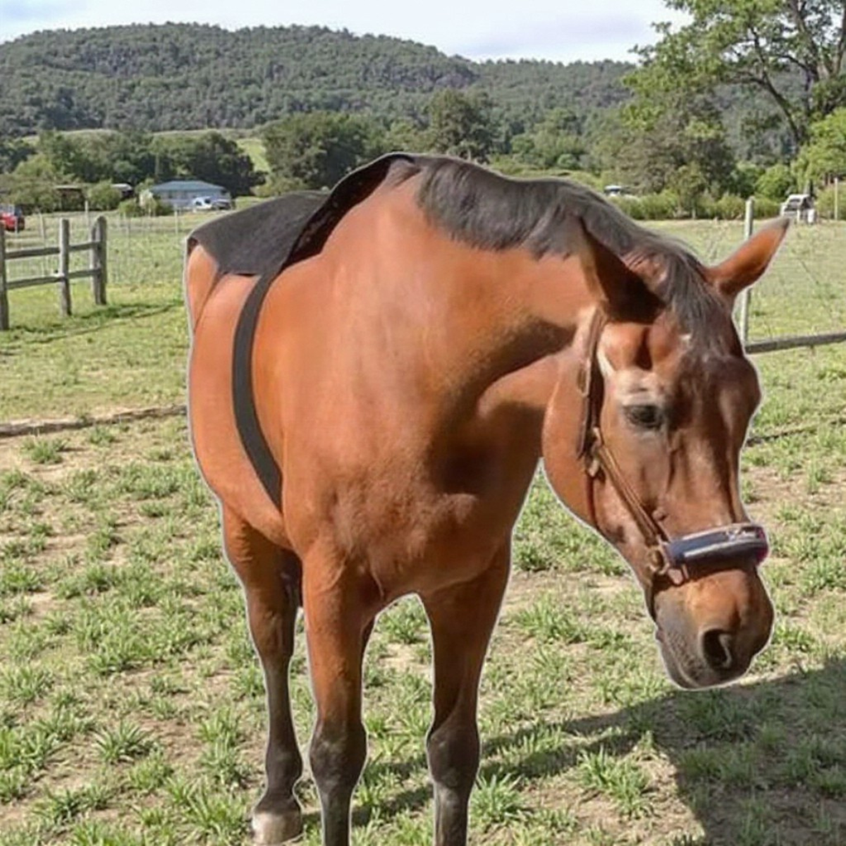 XXL Profi-Rotlicht-Therapiematte für den Pferderücken – 660nm & 850nm Infrarot-Pad zur Schmerzlinderung & Regeneration – Kabellos mit Puls-Technologie