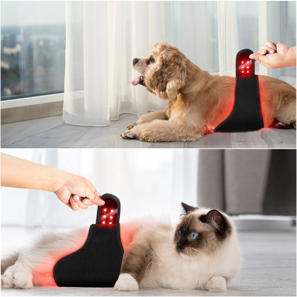 Hund trägt Infrarot-Rotlichttherapie-Gürtel zur Unterstützung von Regeneration und Durchblutung
