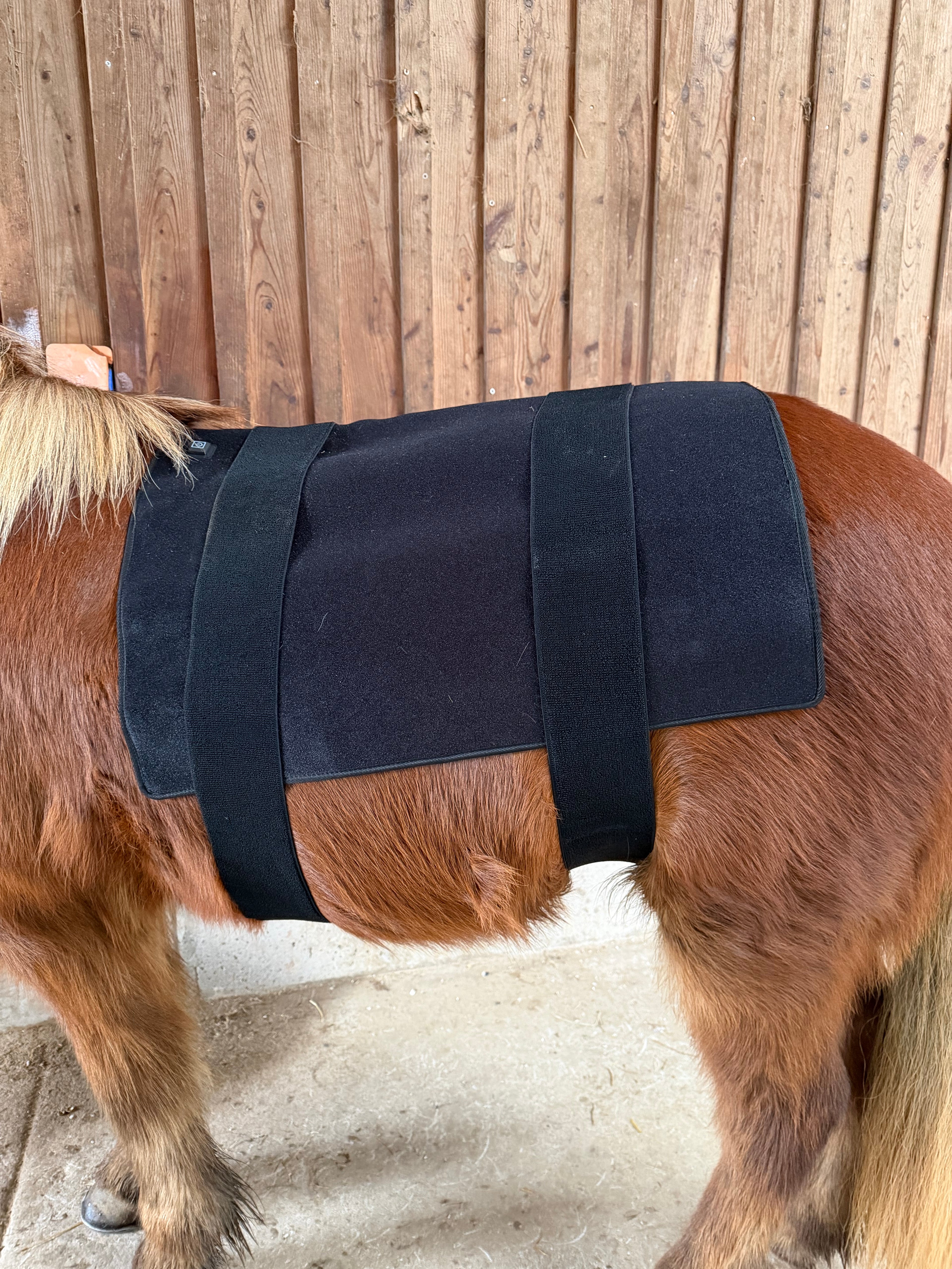 Infrarot-Gürtel Pferd – 660nm & 850nm – Kabellos, Rücken – Größe: 90cm x 70cm