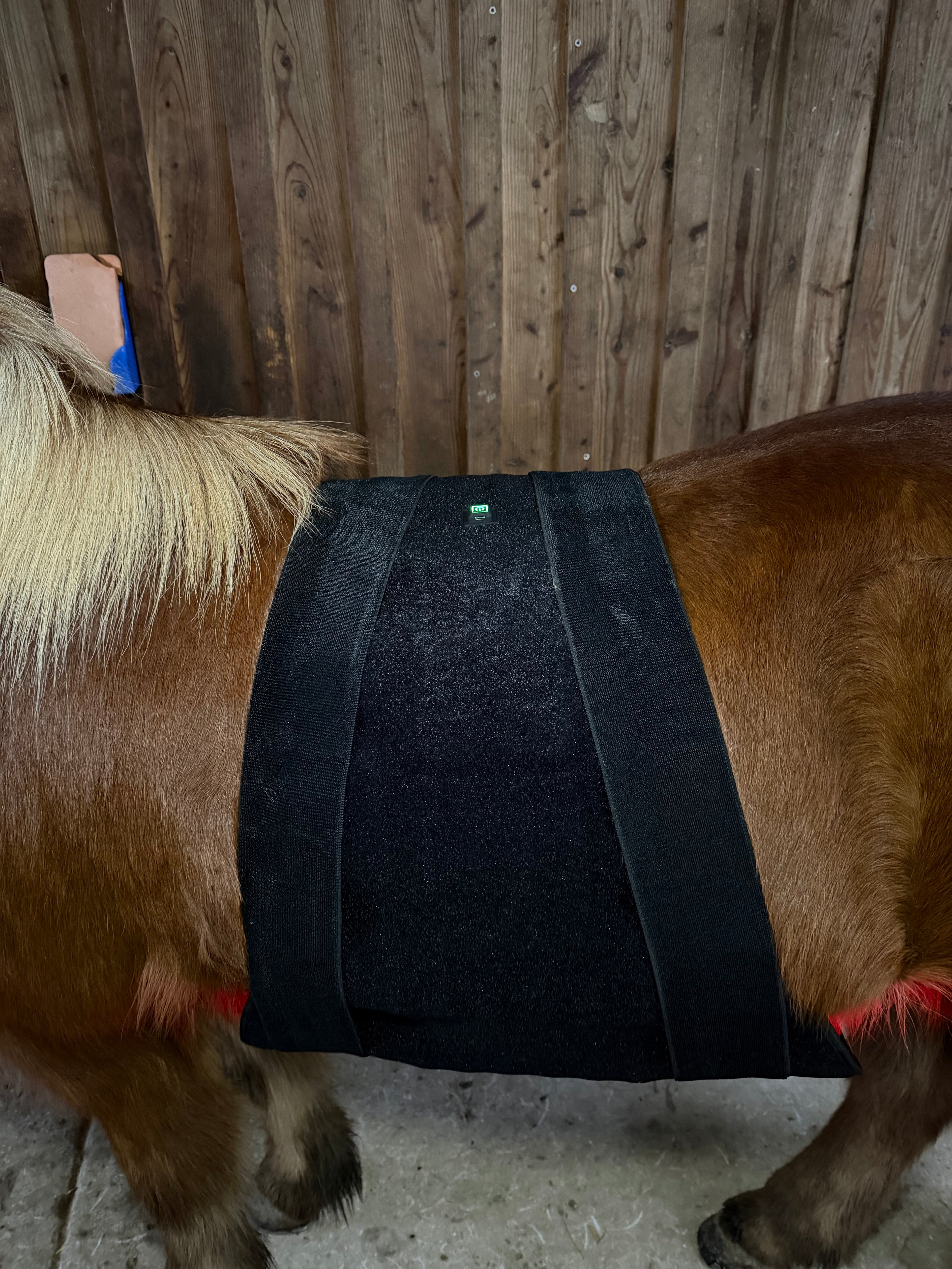 Infrarot-Decke Pferd – 660nm & 850nm – Kabellos, Puls Bauch/Rücken – Größe: 215cm x 119,5cm