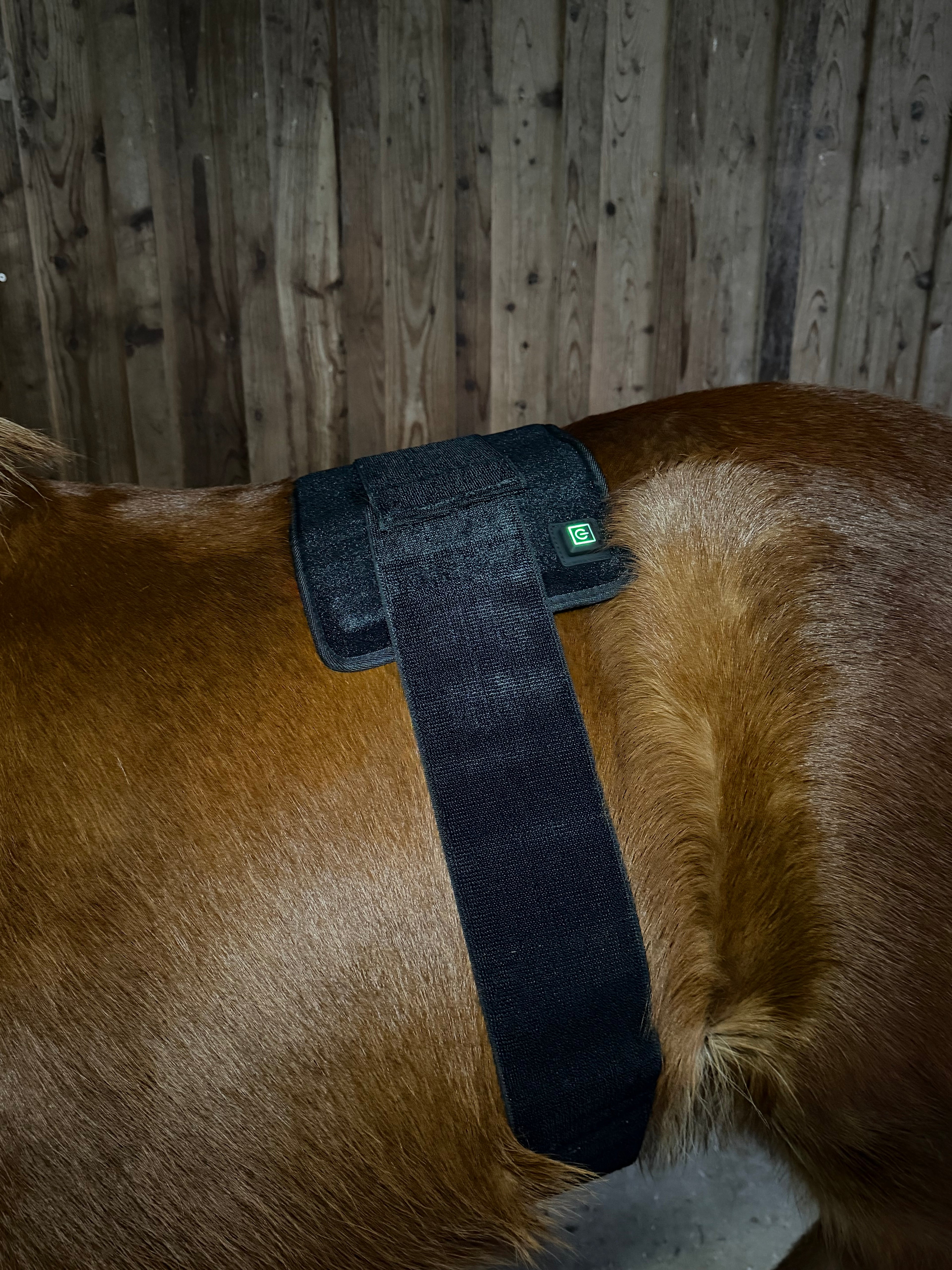 Infrarot Gürtel Pferd – 660nm & 850nm – Kabellos – Größe: 48,3cm x 21,5cm