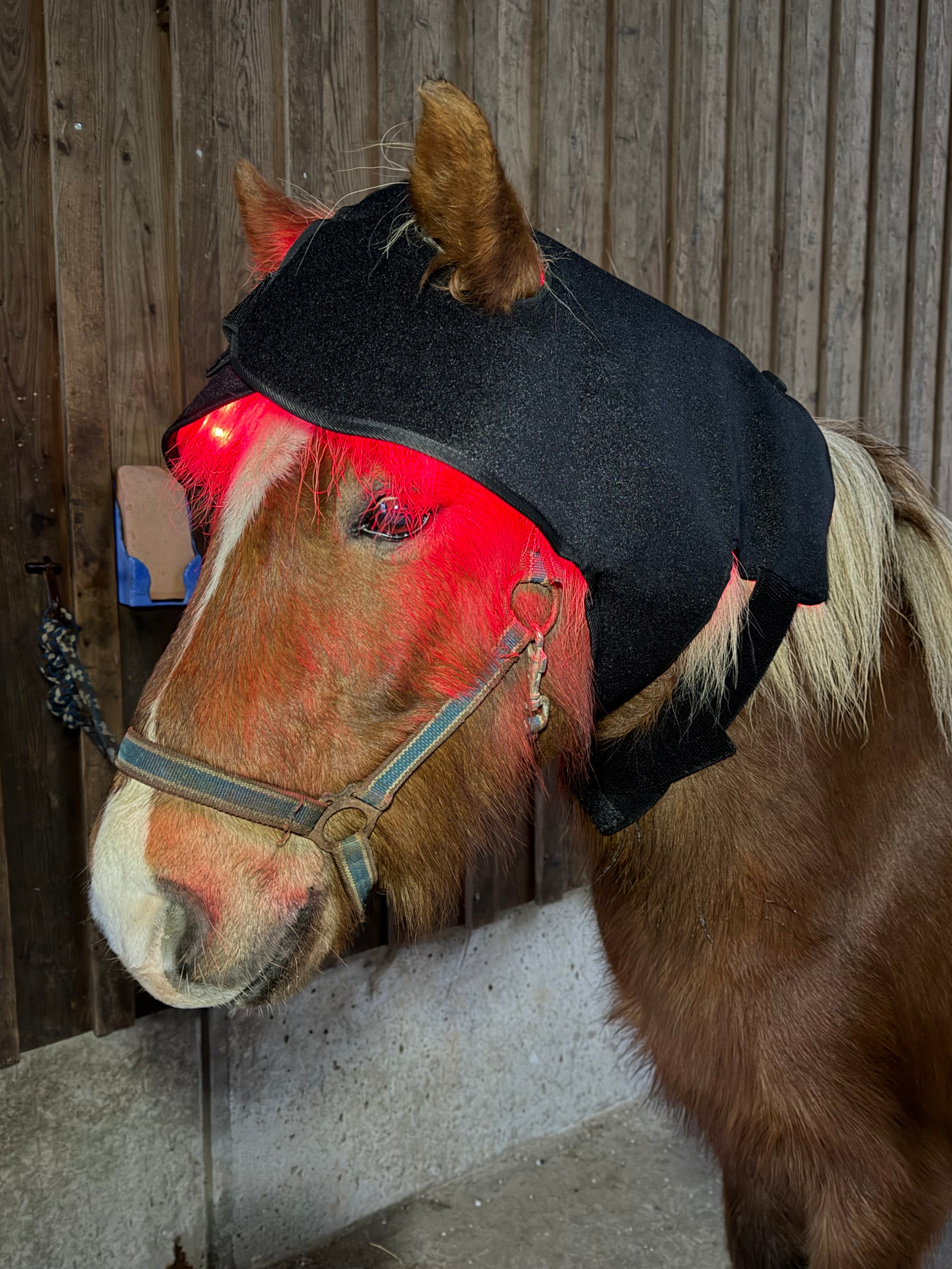 Infrarot Kopf Gürtel Pferd Klein – 660nm & 850nm – Kabellos – Größe: 67,5cm x 8,7cm